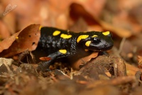 Mlok skvrnity - Salamandra salamandra - Fire Salamander 4204